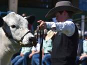 A total of 1245 cattle have nominated for judging at this year's Ekka competitions. Picture by Ben Harden.