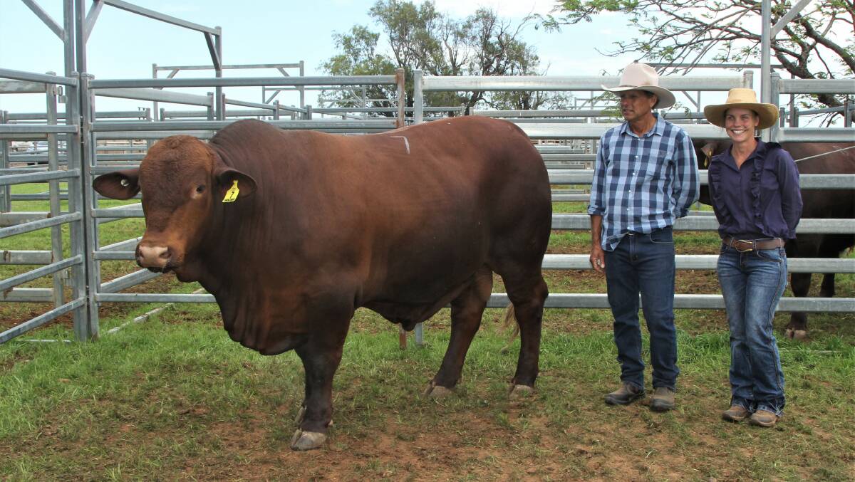 Canowindra Tasman T44 (P), the sale's top priced bull, with Jason Wolff and daughter Brielle Wolff.