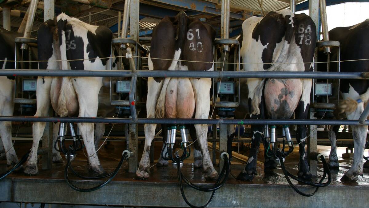 A proposal by the Australian Pesticides and Veterinary Medicines Authority could narrow the range of treatment options for mastitis. File picture