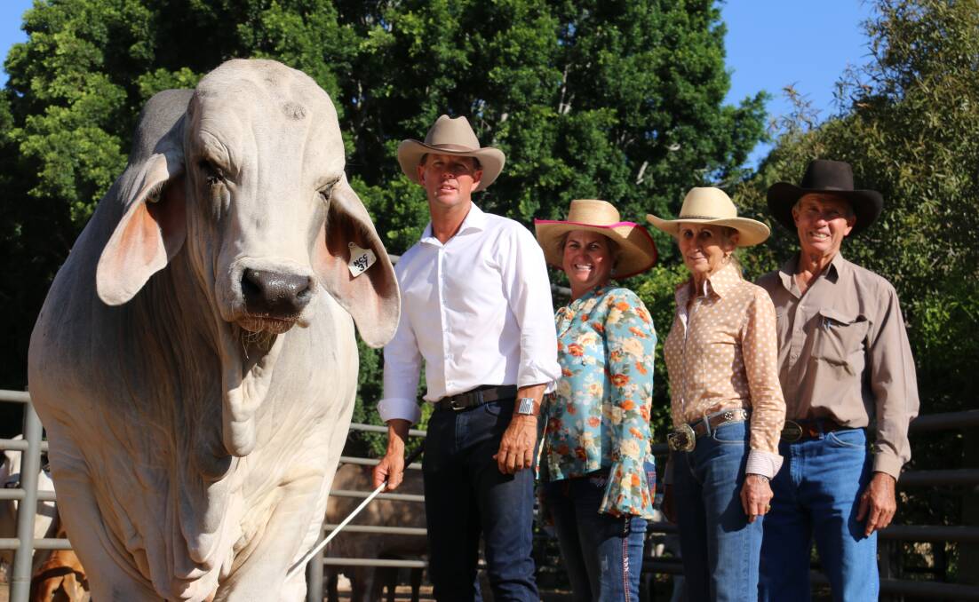 NCC Justified after NCC Brahmans' sale in 2017 with then vendor Brett Nobbs and buyers Brooke, Roger and Lorena Jefferis, Elrose Brahmans, Cloncurry. Picture by Julie Sheehan