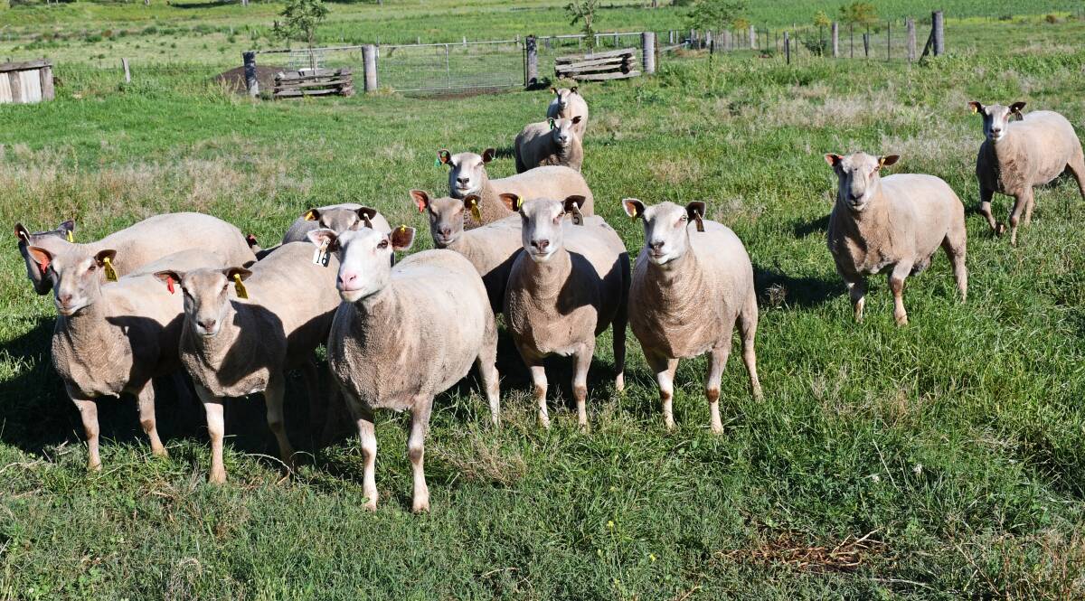 Australian Charollais Sheep Association president Doug Mitchell believes the breed would benefit from a review of importation policies. Picture: Billy Jupp 