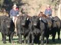 Knowla bulls are known for their presentation off grass and improved pastures. Picture supplied