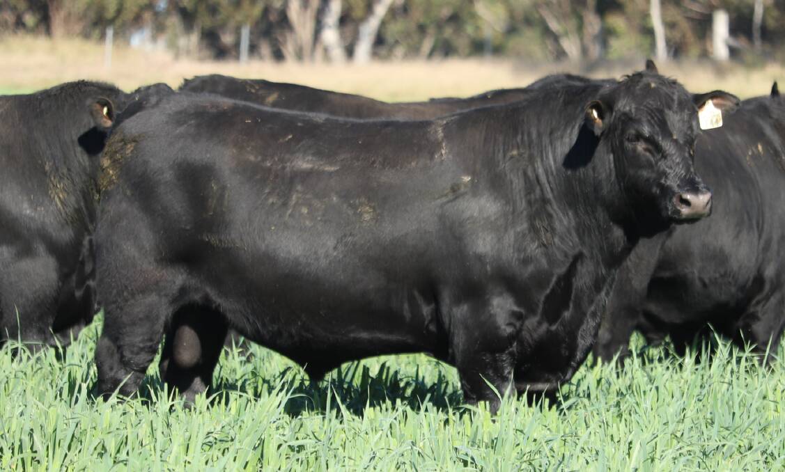 Lot 4, Inglebrae Quarterback T44, is a Murdeduke Quarterback son with calving ease, low birthweight, growth, carcase, positive fats and high marbling. Picture supplied 