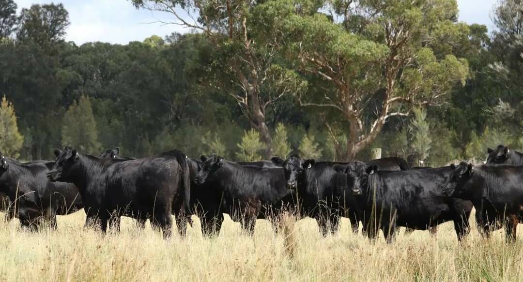 Visual conformation and structure is paramount for Inglebrae stud, which has clients from the New England to Central Queensland, producing cattle for a range of markets. Picture supplied