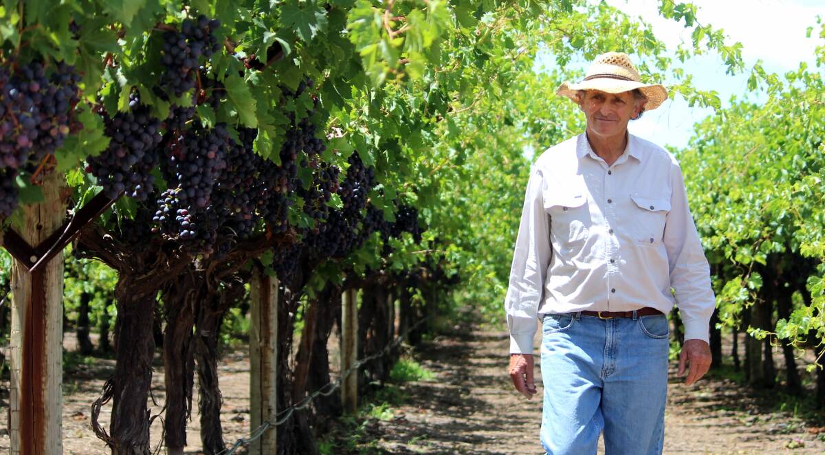 GOOD PICK: Nick Bligh, Bounty Grapes, St George, has been growing table grapes  since 1987. He said the 2015-16 harvest will be a "very short season" with lower supply. Picture: Andrea Crothers.