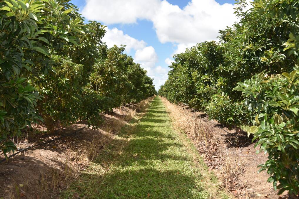 Dandy Produce's trial high density avocado orchard where trees are planted at 3m by 3m and heavily pruned annually to allow greater sunlight penetration. Picture by Ashley Walmsley