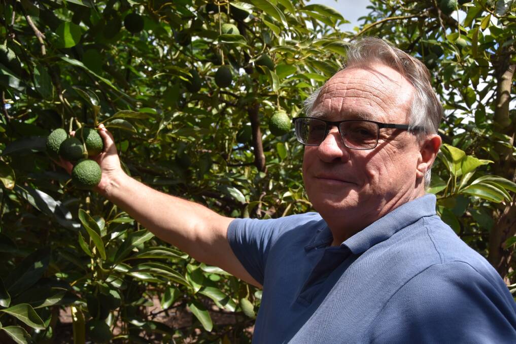 Dr Chris Searle, MacAvo Consulting, Bundaberg says getting soil quality and tree health correct, right from the start, will help the longevity of an orchard. Picture by Ashley Walmsley