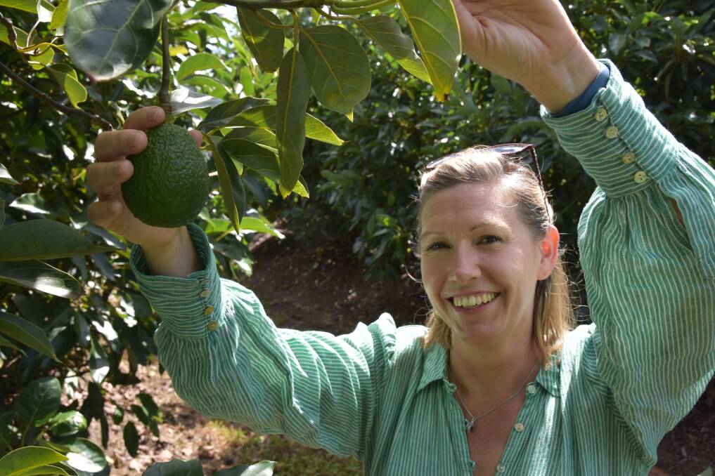 Lisa Fyffe, Ripe Horticulture, Bundaberg within her trial high density avocado orchard. Picture by Ashley Walmsley