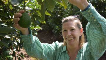Lisa Fyffe, Ripe Horticulture, Bundaberg within her trial high density avocado orchard. Picture by Ashley Walmsley