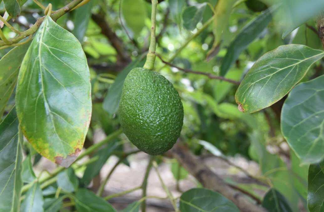 Dandy Produce's trial avocado orchard is pushing the boundary of what is possible with avocado production in terms of high density plantings. Picture by Ashley Walmsley