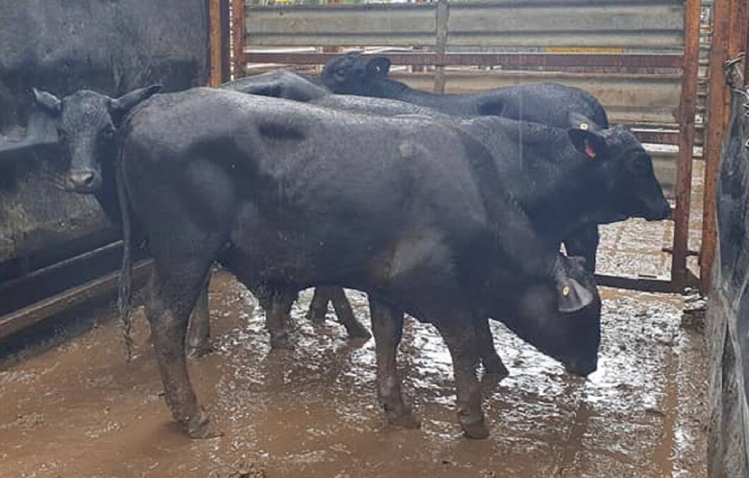 Top of the store steers a/c J Bennett weighing 220kg sold for 474.2c/kg at Mareeba. 