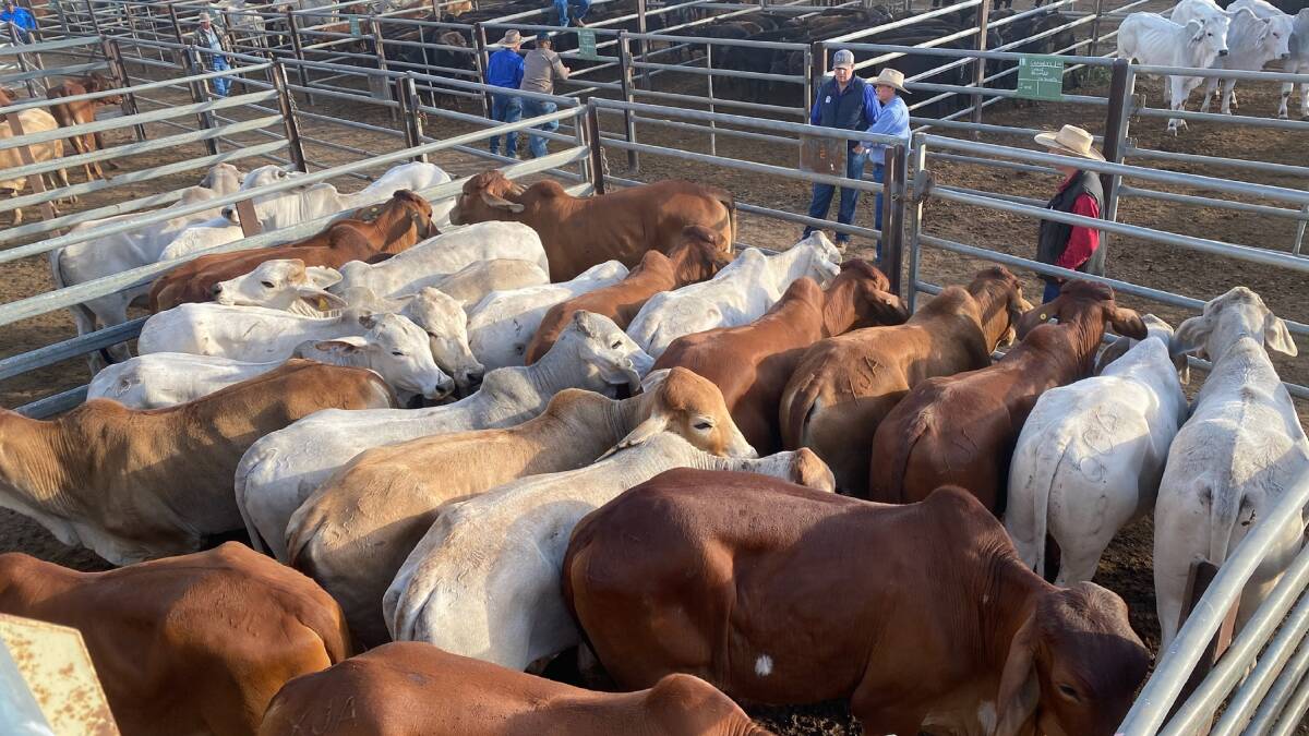 Weaner steers top at 566c at Charters Towers