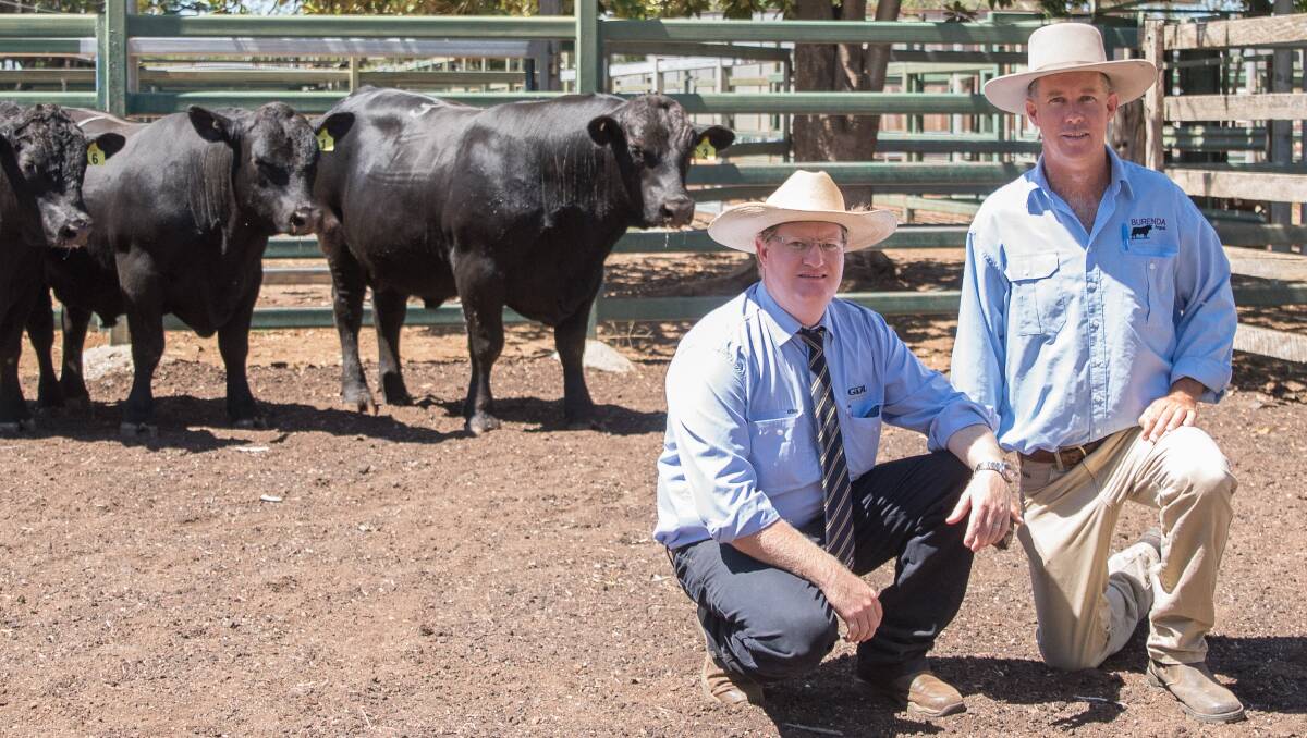 Quality Bulls In Demand At Black Stump Sale North Queensland Register Queensland