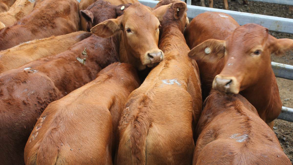 Weaner heifers sell to good competition at Nebo