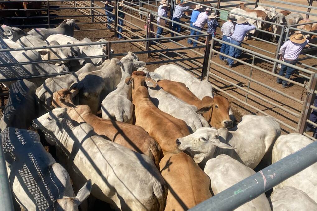 Weaner steers reach 564c at Charters Towers