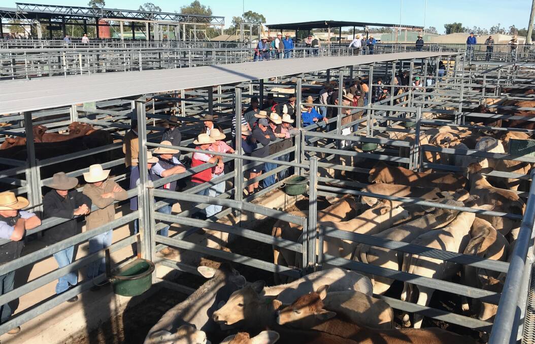 Strong competition for weaners at Emerald