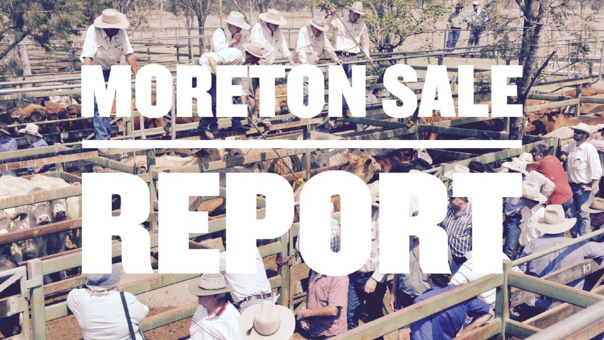 Weaners and yearlings sell well at Moreton