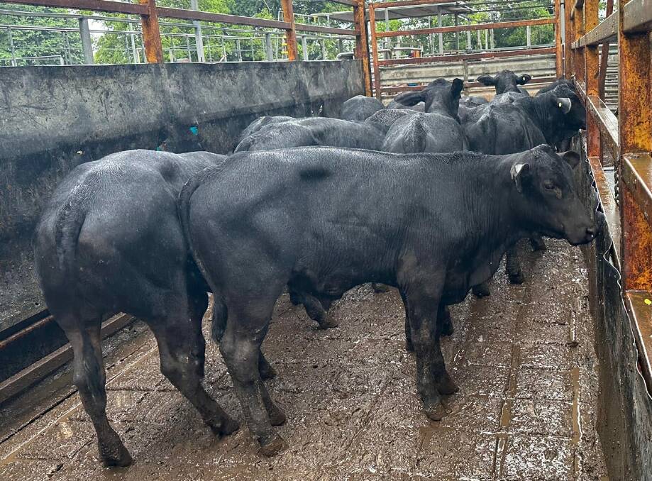 Yearling steers a/c R and K Warren weighing 253kg sold for 352.2c/kg to return $893.97/hd.