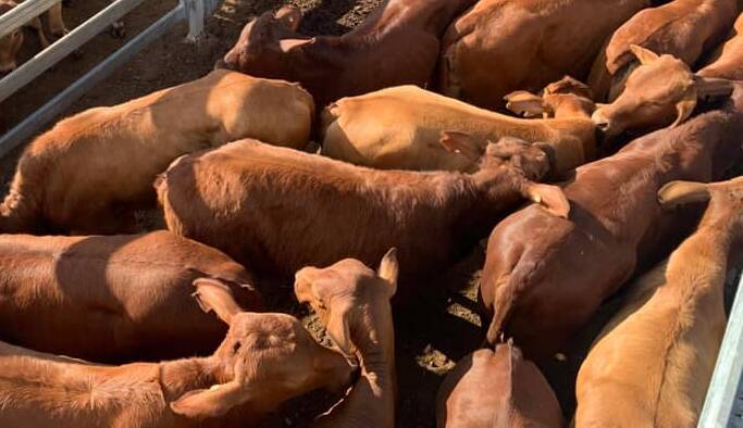 Droughtmaster weaner steers sell to 480c/$982 at Nebo