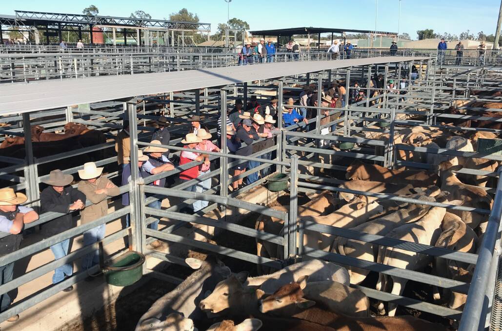Limited lightweight cattle on offer at Emerald