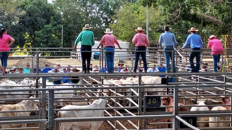 Quality bulls in demand at Mareeba