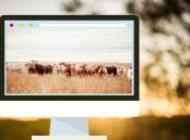 Big drop in online cattle numbers