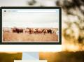 Big drop in online cattle numbers