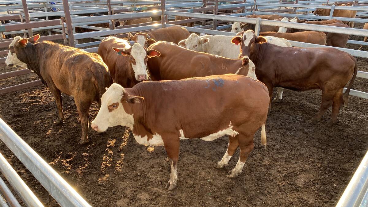 Galloway Pastoral offered Braford store cows making $1522 at 497kg.