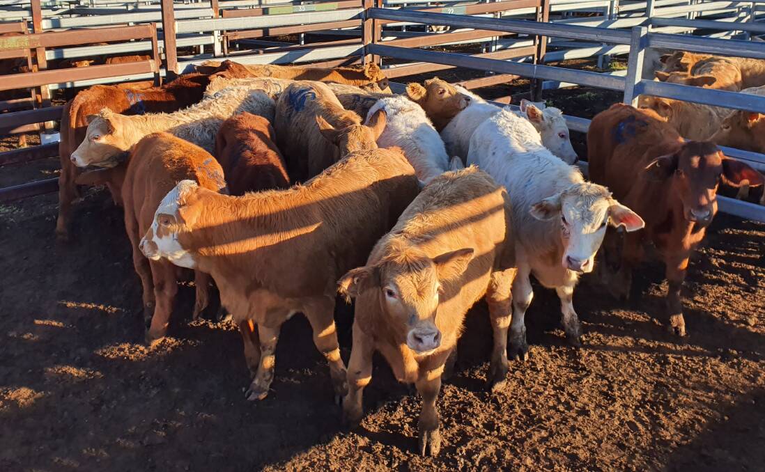 W and L Gealls Charbray weaner steers made 550c/kg or $1287 with their next pen reaching 650c/kg.