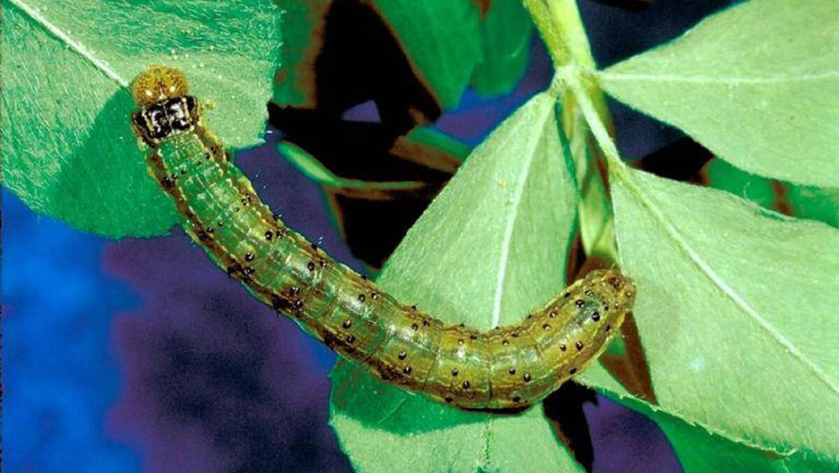  Fall armyworm reached the Australian mainland in early 2020.