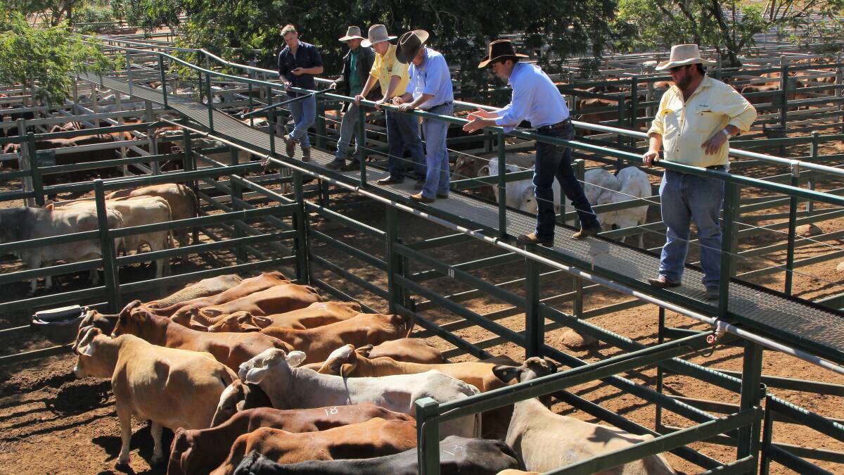 Steers 220-280kg sell to 702c, average 647c at Blackall