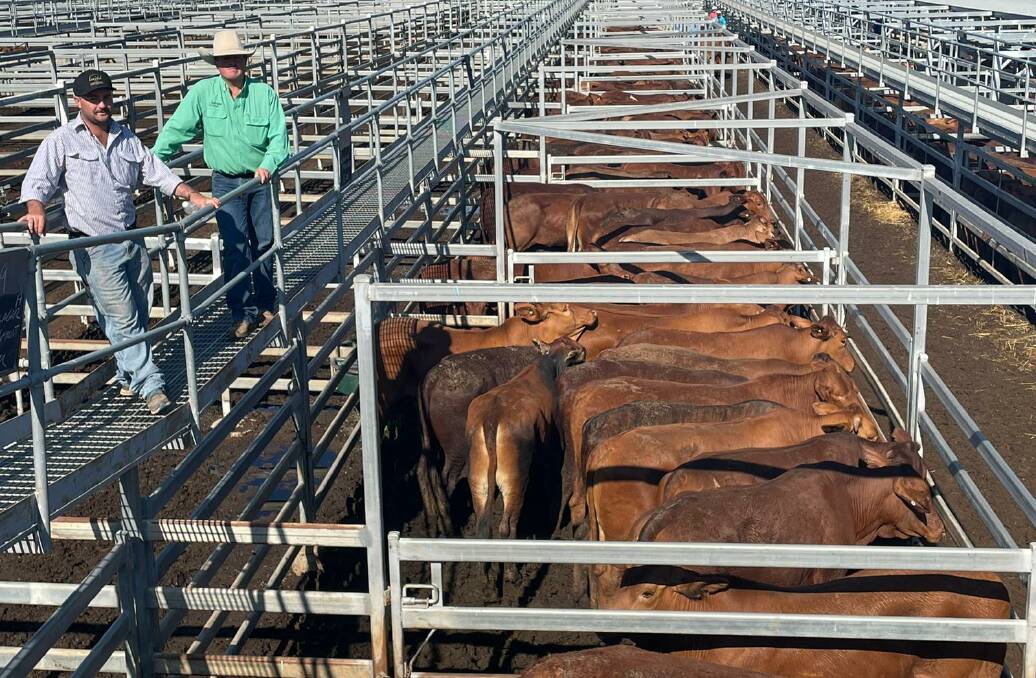 Vendor Reinald Flohr, Wotonga Grazing Co, and agent James Saunders, Nutrien Ag Solutions Mackay, with the quality run of 376 Droughtmasters which averaged 440c/kg, weighed 530kg and returned $2330/hd.