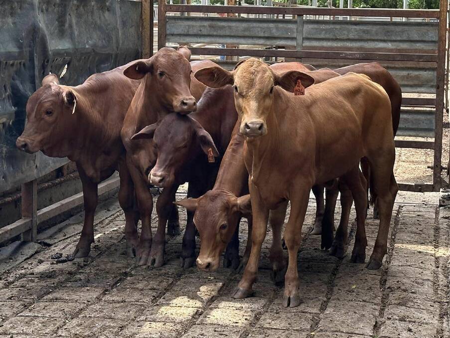 The top priced yearling heifers a/c D and S Gartshore weighed 241kg and sold for 230.2c/kg. Picture by Mareeba Saleyards