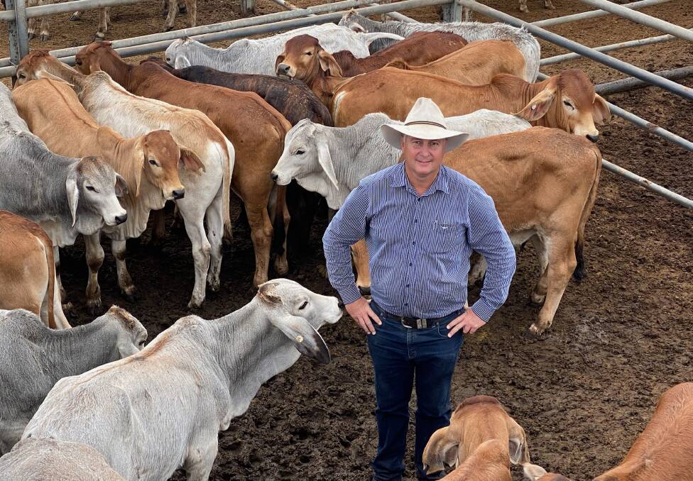 Matt Geaney, Geaney's Real Estate and Livestock, with the sale-topping pen of Brahman steers a/c RD and LA French, Gilberton Station, Einasleigh that topped Friday's store sale weighing 161kg, returning 624.2c or $1004/hd. 
