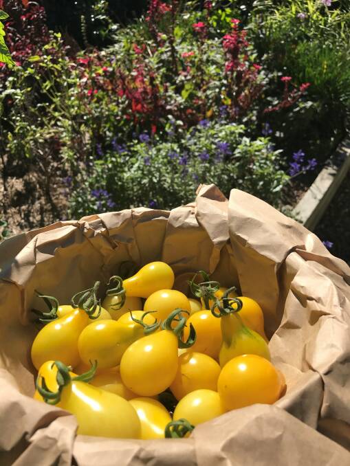 Yellow pear tomatoes are an heirloom variety of tomato that is a high yielding and bullet-proof cultivar. Picture supplied