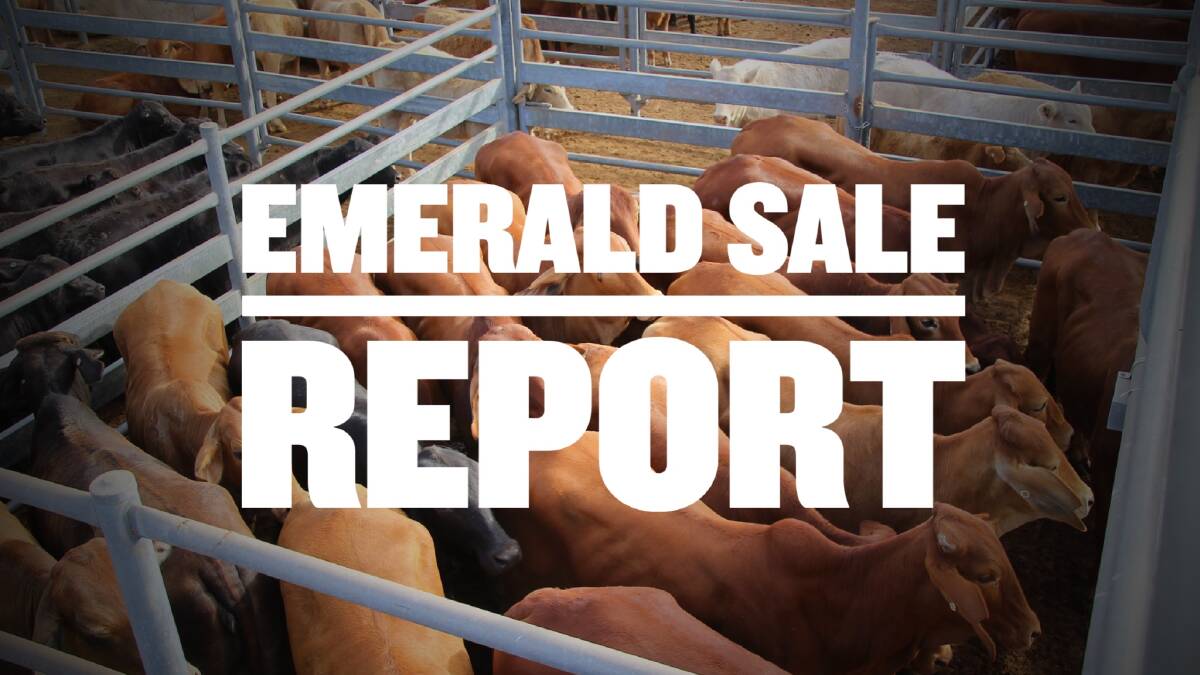 Charbray steers sell for 601c/$1492 at Emerald