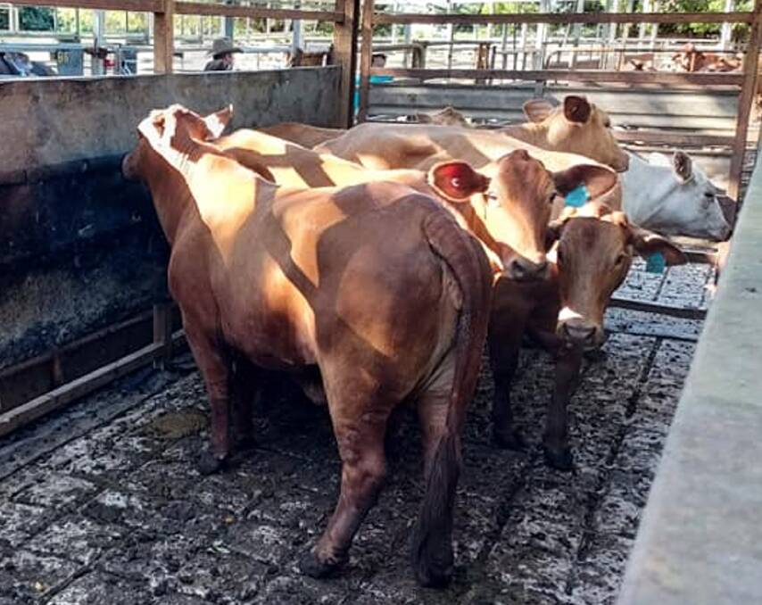 The top priced cows a/c Kernow Holdings weighing 445kg sold for 340.2c/kg.