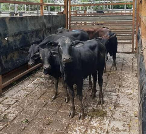 Top of the yearling steers this pen a/c Samuel Holdings weighing 225kg sold at 434.2c/kg.