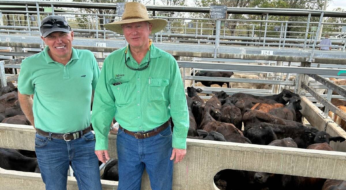 Sean Conaghan, Durando, St Lawrence and Julian Laver, Nutrien Rockhampton livestock manager, with a pen of 14 Brangus steers offered by J and K Grazing of Stanage Bay that sold for 274.2c/kg averaging 241.43kg to return $662/hd. Picture by CQLX