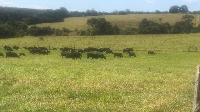 The Hamptons' breeders and calves on pasture at Jaggan. Picture supplied 