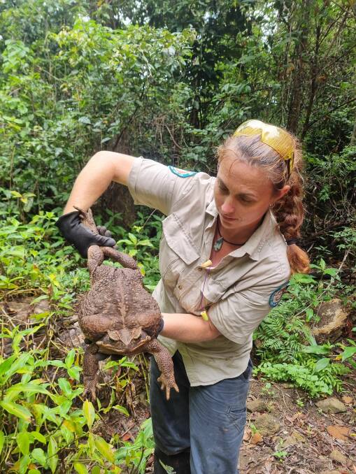 Rangers conducting track work in Conway National Park, near Airlie Beach, were shocked to find a monster cane toad. Pictures supplied by Queensland Environment 