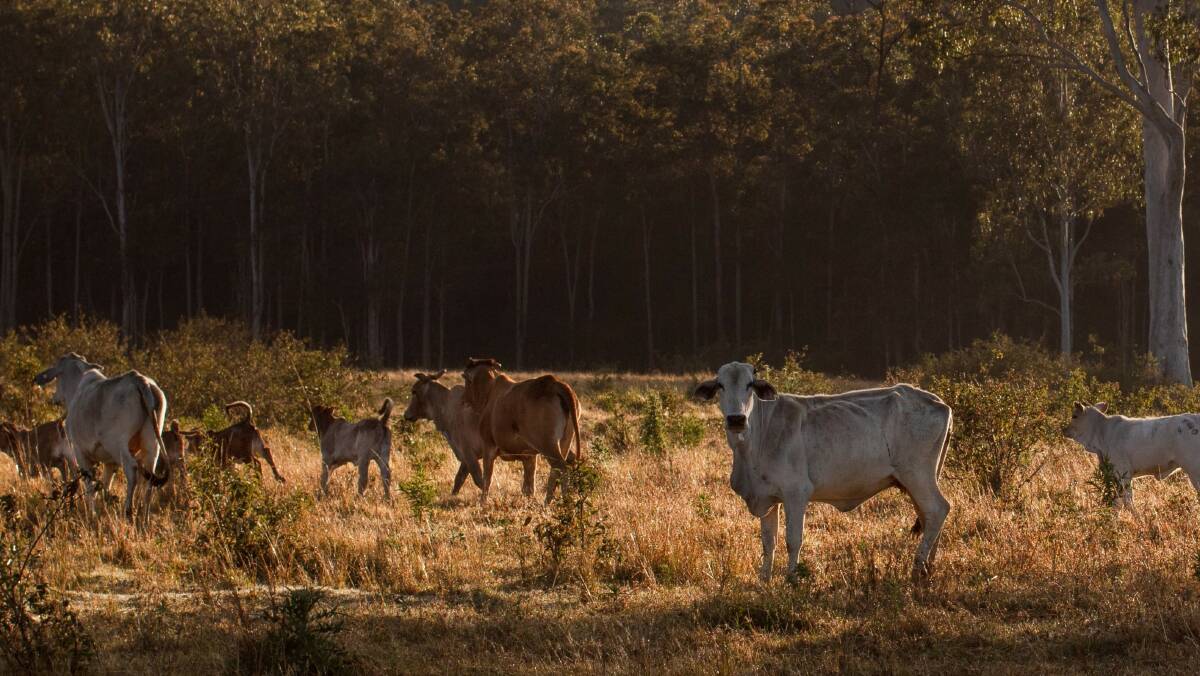 Cattle grazing on the proposed Wooroora Station Wind Farm site, south west of Ravenshoe. Picture supplied by Ark Energy 