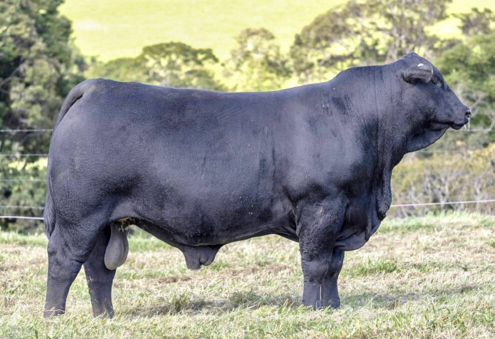 Barronessa Johnson T42, attracted the top price honours at the 2024 Richmond Field Days All Breeds bull sale on Friday. Picture supplied by Barronessa Farming 