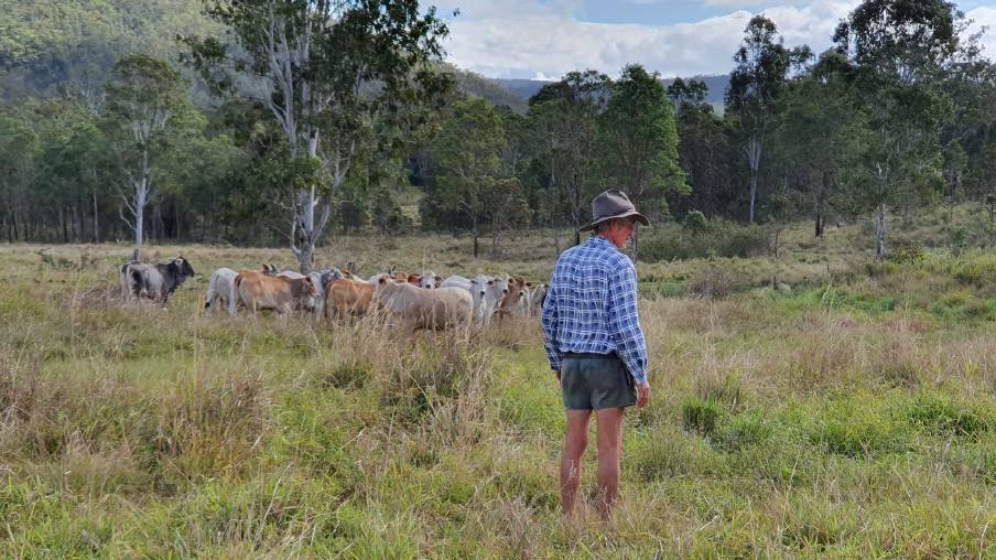 Wooroora Station manager Robert McDowall surveys country part of the proposed Chalumbin wind farm will be built on. Picture supplied. 