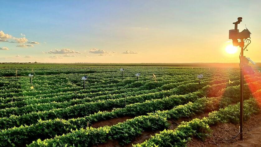 Dual-purpose peanut trials at Deneliza Downs, east of Emerald. Picture supplied by Renee Anderson 