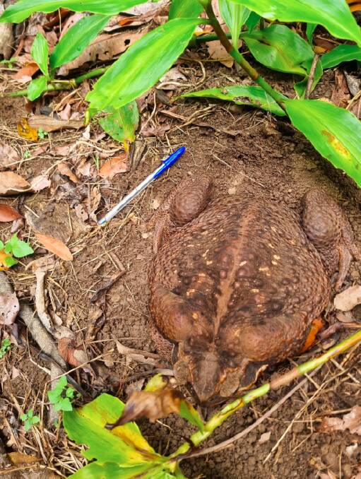 The female toad weighed in at 2.7kg, which the department belives could be a world record. 