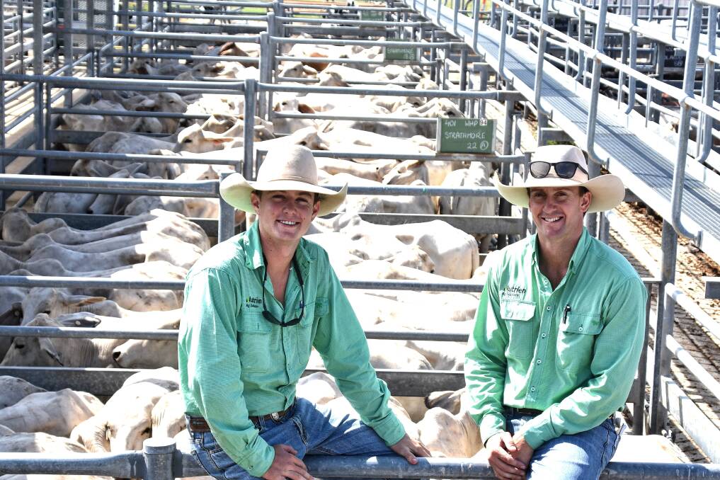Nutrien Ag Solutions livestock agents Justin Rohde and Dan Coulthurst, with the run of Strathmore grey Brahman feeder steers, weighing 333kg, that averaged 342c/kg to return $1141/hd. Pictures by Ben Harden 