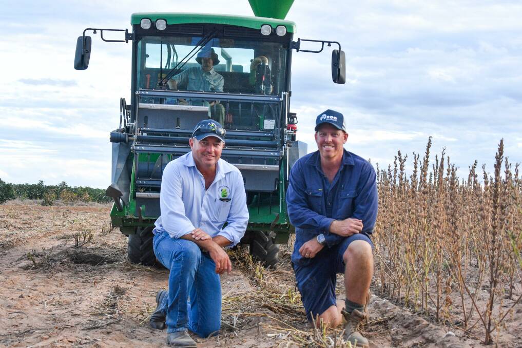 Andrew McDonald, AgriVentis Technologies, with Emerald grower Aaron Kiely, harvest their new white non-shattering sesame crop at Deneliza Downs. Picture: Ben Harden 