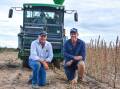 Andrew McDonald, AgriVentis Technologies, with Emerald grower Aaron Kiely, harvest their new white non-shattering sesame crop at Deneliza Downs. Picture: Ben Harden 