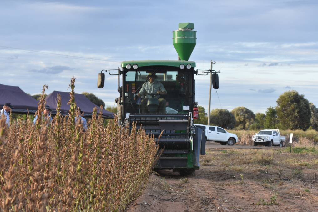 White non-shattering sesame seed being harvested in Emerald. Picture: Ben Harden 